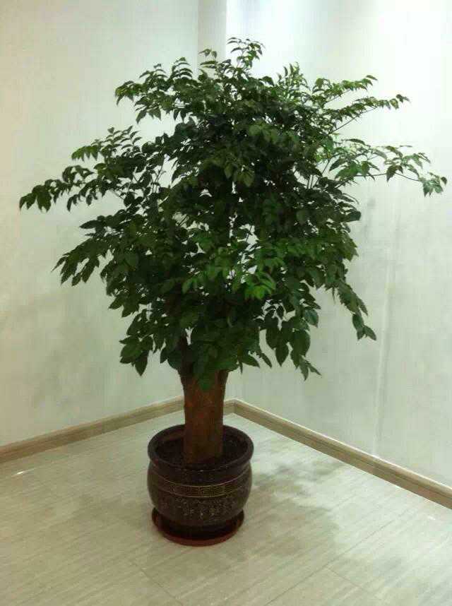 花园路办公室绿植租摆绿植租赁