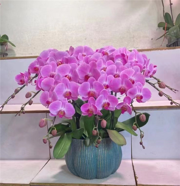 北京花卉销售公司