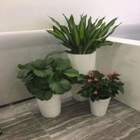 北京绿植租摆公司